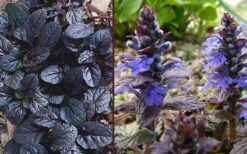 Mahogany Ajuga (Bugleweed) - 5 Pack Of Quart Pots -Green Haven Sales Ajuga Mahogany Combo