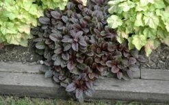 Mahogany Ajuga (Bugleweed) - 5 Pack Of Quart Pots -Green Haven Sales Ajuga Mahogany Landscape