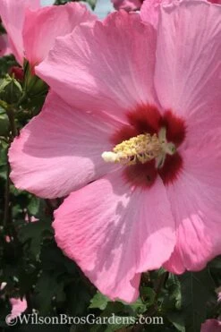 Aphrodite Rose Of Sharon (Single Trunk Tree) - 5 Gallon Pot -Green Haven Sales Althea Aphrodite Rose Of Sharon Hibiscus 2 500x750 1