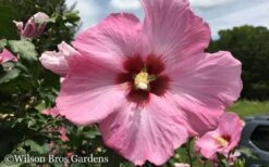 Aphrodite Rose Of Sharon (Single Trunk Tree) - 5 Gallon Pot -Green Haven Sales Althea Aphrodite Rose of Sharon Hibiscus 50