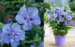 Blue Chiffon Rose Of Sharon - 5 Gallon Pot -Green Haven Sales Althea Blue Chiffon