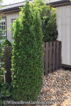 Degroots Spire Arborvitae - 6 Pack Of 1 Gallon Pots -Green Haven Sales Arborvitae Degroots Spire 1 500x750 1