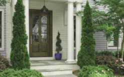 Degroots Spire Arborvitae - 6 Pack Of 1 Gallon Pots -Green Haven Sales Arborvitae Degroots Spire 30