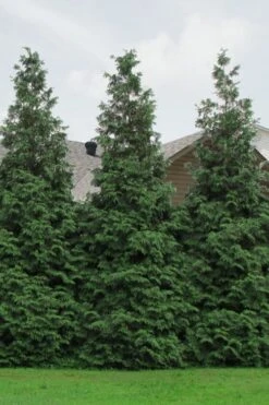 Green Giant Arborvitae - 7 Gallon Pot (3-4') -Green Haven Sales Arborvitae Green Giant 500x750 1