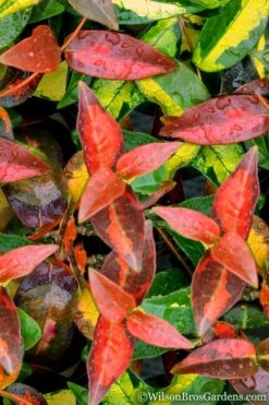 Summer Sunset Asiatic Jasmine - 6 Pack Of 1 Gallon Pots -Green Haven Sales Asian jasmine Summer Sunset 1