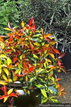 Summer Sunset Asiatic Jasmine - 6 Pack Of 1 Gallon Pots -Green Haven Sales Asian jasmine Summer Sunset 6