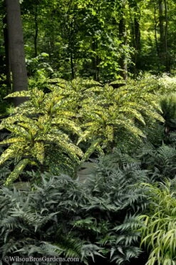 Hosoba Hoshifu Variegated Aucuba (Japanese Laurel) - 3 Gallon Pot -Green Haven Sales Aucuba Hosoba Hoshifu