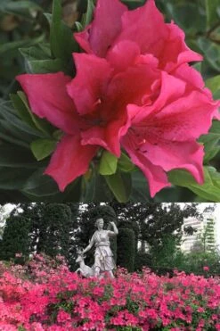 Brilliant Southern Indica Azalea - 1 Gallon Pot -Green Haven Sales Azalea Brilliant 500x700 1