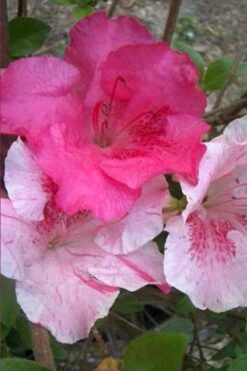 Conversation Piece Azalea - 1 Gallon Pot 9 Conversation Piece Azalea - 1 Gallon Pot -Green Haven Sales Azalea Conversation Piece 10