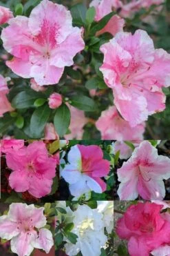 Conversation Piece Azalea - 1 Gallon Pot 8 Conversation Piece Azalea - 1 Gallon Pot -Green Haven Sales Azalea Conversation Piece 2 500x750 1