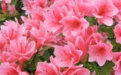 Coral Bells Azalea - 1 Gallon Pot 7 Coral Bells Azalea - 1 Gallon Pot -Green Haven Sales Azalea Coral Bells