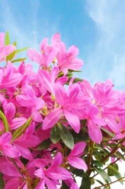 Pink Ribbons Deja Bloom Azalea - 1 Gallon Pot -Green Haven Sales Azalea Deja Bloom Pink Ribbons 4