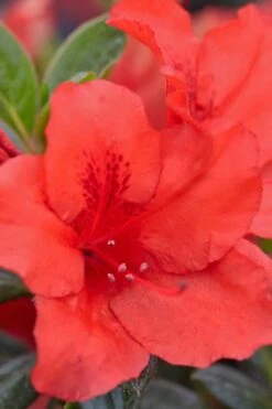 Red Tiara Deja Bloom Azalea - 1 Gallon Pot 7 Red Tiara Deja Bloom Azalea - 1 Gallon Pot -Green Haven Sales Azalea Deja Bloom Red Tiara 4