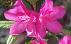 Judge Solomon Southern Indica Azalea - 1 Gallon Pot 6 Judge Solomon Southern Indica Azalea - 1 Gallon Pot -Green Haven Sales Azalea Judge Solomon 50