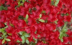 Midnight Flare Azalea - 3 Gallon Pot -Green Haven Sales Azalea Midnight Flare 1