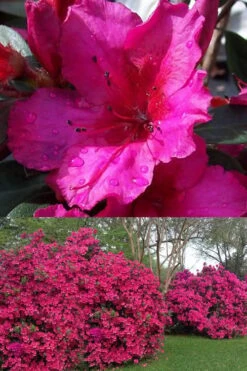 Red Formosa Azalea - 3 Gallon Pot 8 Red Formosa Azalea - 3 Gallon Pot -Green Haven Sales Azalea Red Formosa 1 500x750 1