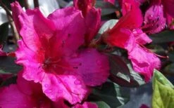 Red Formosa Azalea - 3 Gallon Pot 9 Red Formosa Azalea - 3 Gallon Pot -Green Haven Sales Azalea Red Formosa