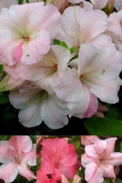 Sir Robert Dwarf Azalea - 3 Gallon Pot