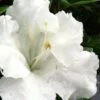 Gumpo White Dwarf Azalea - 1 Gallon Pot