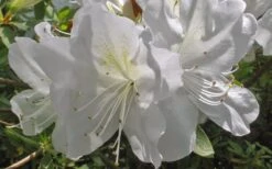 Mrs. G.G. Gerbing White Southern Indica Azalea - 3 Gallon Pot 11 Mrs. G.G. Gerbing White Southern Indica Azalea - 3 Gallon Pot -Green Haven Sales Azlea GG Gerbing Flower
