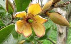 Banana Shrub - 1 Gallon Pot -Green Haven Sales Banana Shrub Flower Closeup