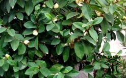 Banana Shrub - 1 Gallon Pot -Green Haven Sales Banana Shrub Foliage