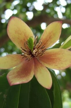 Banana Shrub - 3 Gallon Pot
