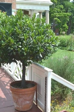 Bay Laurel (Sweet Bay) - Laurus Nobilis - 2 Gallon Pot -Green Haven Sales Bay Laurel 10