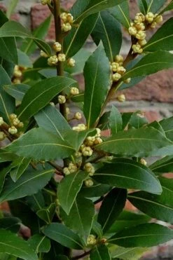 Bay Laurel (Sweet Bay) - Laurus Nobilis - 2 Gallon Pot -Green Haven Sales Bay Laurel 2