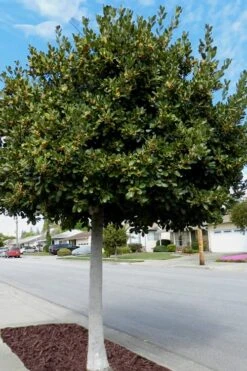 Bay Laurel (Sweet Bay) - Laurus Nobilis - 2 Gallon Pot -Green Haven Sales Bay Laurel 5