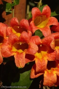 Tangerine Beauty Crossvine Bignonia - 3 Gallon Pot -Green Haven Sales Bignonia Tangerine Beauty 20