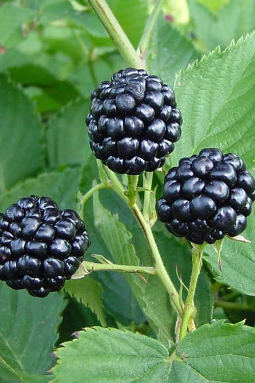 Natchez Thornless Blackberry - 3 Gallon Pot 1 Natchez Thornless Blackberry - 3 Gallon Pot