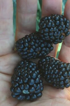 Prime Ark Traveler Blackberry Plant - 2 Gallon Pot