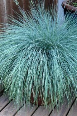 Beyond Blue Festuca (Fescue) - 3 Pack Of Quart Pots -Green Haven Sales Blue Fescue Beyond Blue 21 1