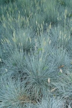 Beyond Blue Festuca (Fescue) - 3 Pack Of Quart Pots -Green Haven Sales Blue Fescue Beyond Blue 22