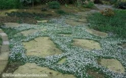Blue Star Creeper (Laurentia Fluviatilis) - 10 Pack Of Pint Pots 15 Blue Star Creeper (Laurentia Fluviatilis) - 10 Pack Of Pint Pots -Green Haven Sales Blue Star Creeper 20