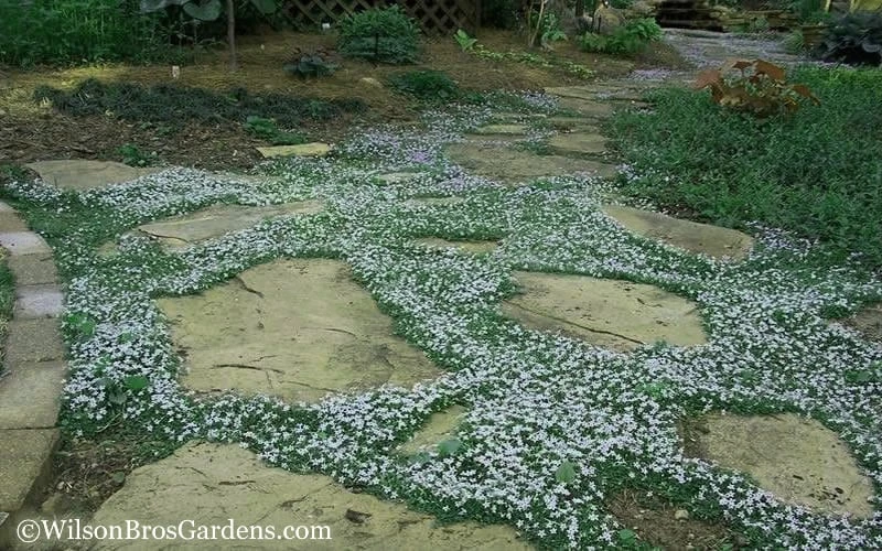 Blue Star Creeper (Laurentia Fluviatilis) - 10 Pack Of Pint Pots 7 Blue Star Creeper (Laurentia Fluviatilis) - 10 Pack Of Pint Pots - Image 7