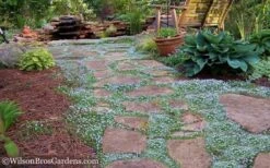 Blue Star Creeper (Laurentia Fluviatilis) - 10 Pack Of Pint Pots 13 Blue Star Creeper (Laurentia Fluviatilis) - 10 Pack Of Pint Pots -Green Haven Sales Blue Star Creeper 21