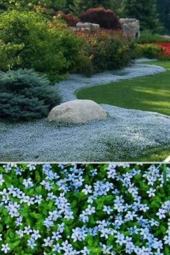 Blue Star Creeper (Laurentia Fluviatilis) - 10 Pack Of Pint Pots 14 Blue Star Creeper (Laurentia Fluviatilis) - 10 Pack Of Pint Pots -Green Haven Sales Blue Star Creeper 24