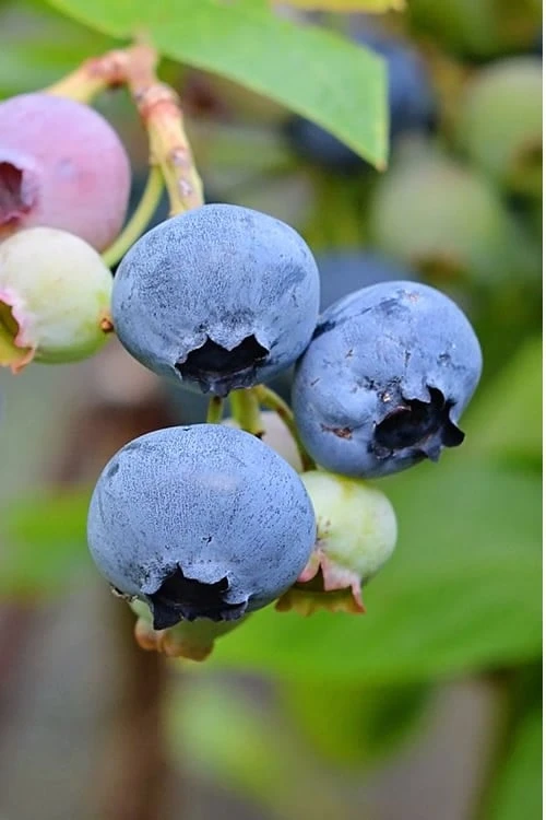 Green Haven Sales -Green Haven Sales Blueberry Alapaha 3