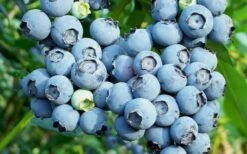 Austin Rabbiteye Blueberry - 1 Gallon Pot 7 Austin Rabbiteye Blueberry - 1 Gallon Pot -Green Haven Sales Blueberry Austin