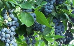 Premier Rabbiteye Blueberry - 2.5 Quart Pot 7 Premier Rabbiteye Blueberry - 2.5 Quart Pot -Green Haven Sales Blueberry Bush Premier 1