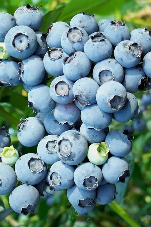 Austin Rabbiteye Blueberry - 1 Gallon Pot 1 Austin Rabbiteye Blueberry - 1 Gallon Pot