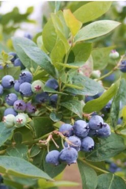 Jubilee Southern Highbush Blueberry - 1 Gallon Pot -Green Haven Sales Blueberry Southern Higbush Jubilee 500x750 2