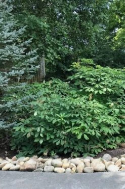 White Bottlebrush Buckeye - Aesculus Parviflora - 5 Gallon Pot -Green Haven Sales Bottlebrush Buckeye White 12