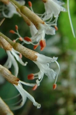 White Bottlebrush Buckeye - Aesculus Parviflora - 5 Gallon Pot -Green Haven Sales Bottlebrush Buckeye White 8