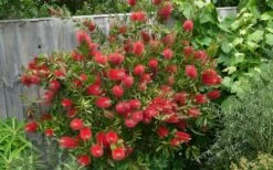Scarlet Compacta Bottlebrush - Callistemon - 3 Gallon Pot -Green Haven Sales Bottlebrush Scarlet Compacta