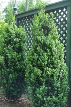 Dee Runk Columnar Boxwood - 6 Pack Of 1 Gallon Pots -Green Haven Sales Boxwood Dee Runk 2 500x750 1