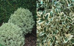 Dwarf Variegated Boxwood - 2 Gallon Pot -Green Haven Sales Boxwood Dwarf Variegated 50