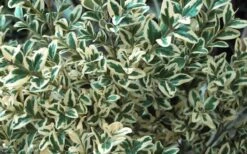 Dwarf Variegated Boxwood - 2 Gallon Pot -Green Haven Sales Boxwood Dwarf Variegated 51